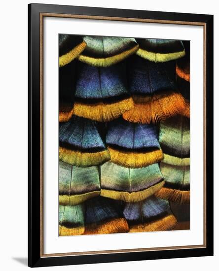 Detail of a Turkey Feather-Darrell Gulin-Framed Photographic Print