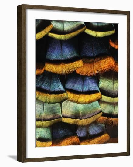 Detail of a Turkey Feather-Darrell Gulin-Framed Photographic Print