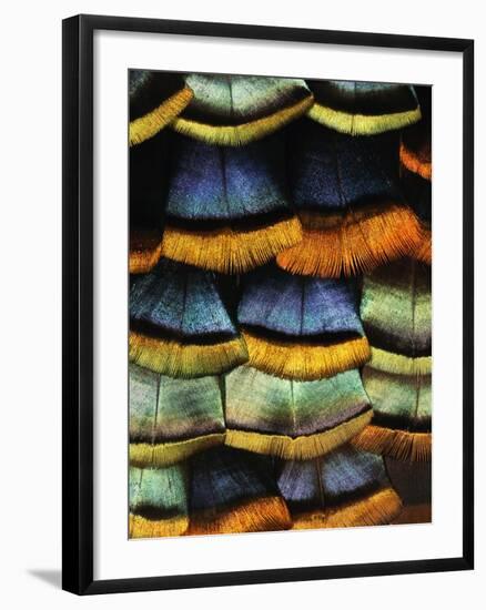 Detail of a Turkey Feather-Darrell Gulin-Framed Photographic Print