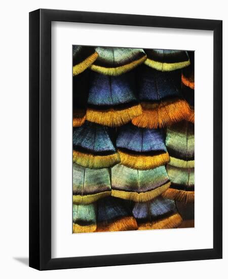 Detail of a Turkey Feather-Darrell Gulin-Framed Photographic Print