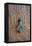 Detail of a Wooden Door and Bronze Knocker-Guy Thouvenin-Framed Premier Image Canvas