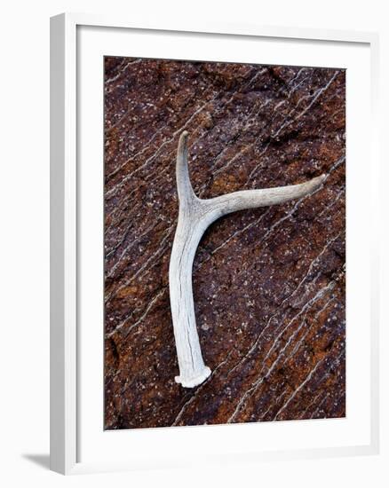Detail of an Antler on a Rock Found on the Mountain Side of Davis Mountain Preserve, Texas-Ian Shive-Framed Photographic Print