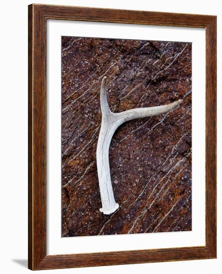 Detail of an Antler on a Rock Found on the Mountain Side of Davis Mountain Preserve, Texas-Ian Shive-Framed Photographic Print