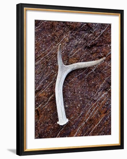 Detail of an Antler on a Rock Found on the Mountain Side of Davis Mountain Preserve, Texas-Ian Shive-Framed Photographic Print