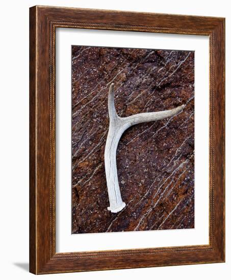 Detail of an Antler on a Rock Found on the Mountain Side of Davis Mountain Preserve, Texas-Ian Shive-Framed Photographic Print