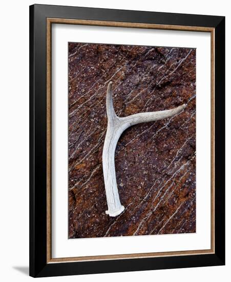 Detail of an Antler on a Rock Found on the Mountain Side of Davis Mountain Preserve, Texas-Ian Shive-Framed Photographic Print