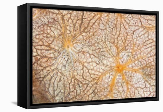 Detail of an Encrusting Sponge Growing on a Reef in Indonesia-Stocktrek Images-Framed Premier Image Canvas