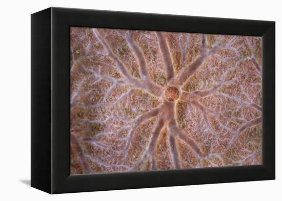 Detail of an Encrusting Sponge Growing on a Reef in Indonesia-Stocktrek Images-Framed Premier Image Canvas