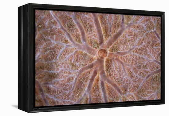 Detail of an Encrusting Sponge Growing on a Reef in Indonesia-Stocktrek Images-Framed Premier Image Canvas