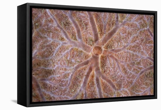 Detail of an Encrusting Sponge Growing on a Reef in Indonesia-Stocktrek Images-Framed Premier Image Canvas