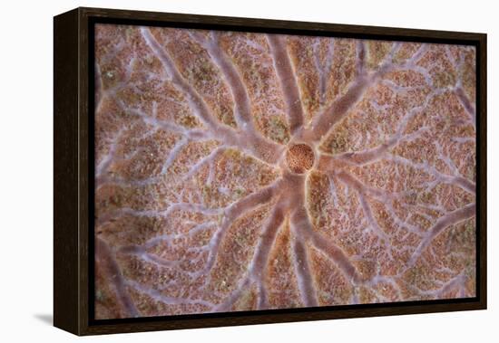 Detail of an Encrusting Sponge Growing on a Reef in Indonesia-Stocktrek Images-Framed Premier Image Canvas