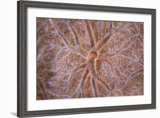 Detail of an Encrusting Sponge Growing on a Reef in Indonesia-Stocktrek Images-Framed Photographic Print