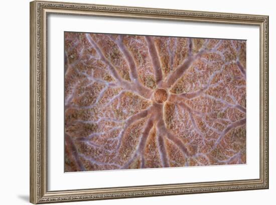 Detail of an Encrusting Sponge Growing on a Reef in Indonesia-Stocktrek Images-Framed Photographic Print