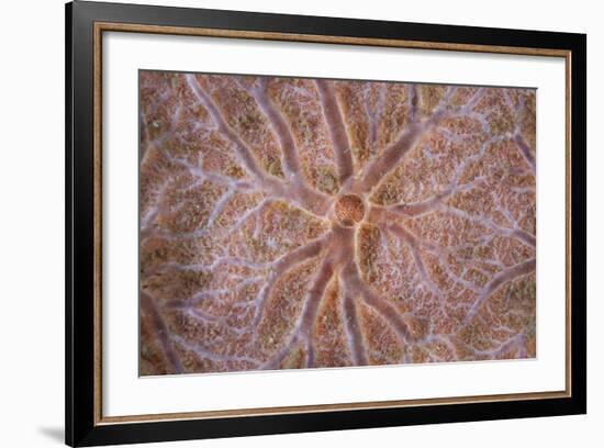 Detail of an Encrusting Sponge Growing on a Reef in Indonesia-Stocktrek Images-Framed Photographic Print