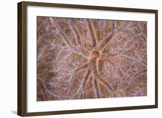 Detail of an Encrusting Sponge Growing on a Reef in Indonesia-Stocktrek Images-Framed Photographic Print