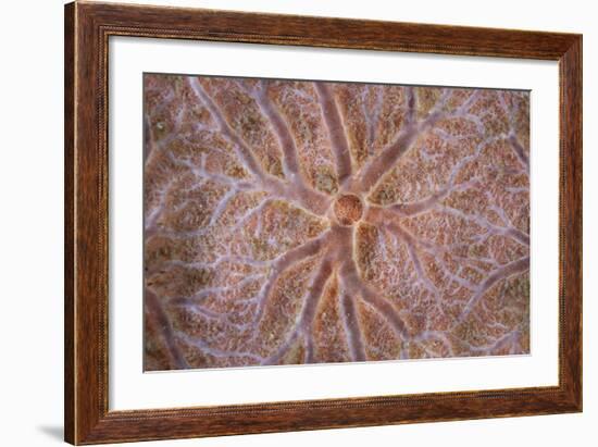 Detail of an Encrusting Sponge Growing on a Reef in Indonesia-Stocktrek Images-Framed Photographic Print