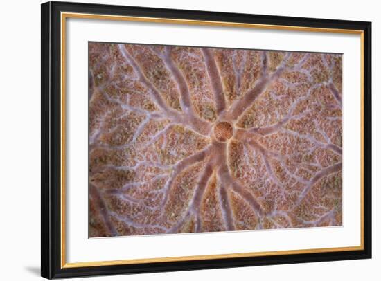 Detail of an Encrusting Sponge Growing on a Reef in Indonesia-Stocktrek Images-Framed Photographic Print