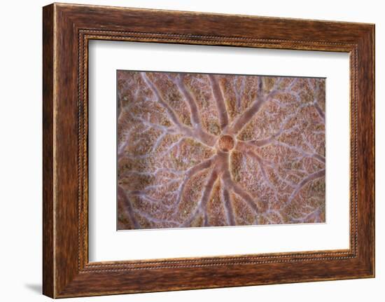 Detail of an Encrusting Sponge Growing on a Reef in Indonesia-Stocktrek Images-Framed Photographic Print