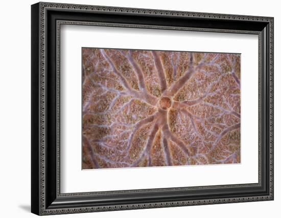 Detail of an Encrusting Sponge Growing on a Reef in Indonesia-Stocktrek Images-Framed Photographic Print