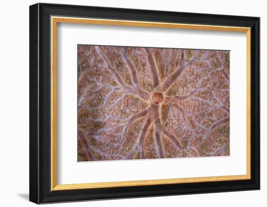 Detail of an Encrusting Sponge Growing on a Reef in Indonesia-Stocktrek Images-Framed Photographic Print