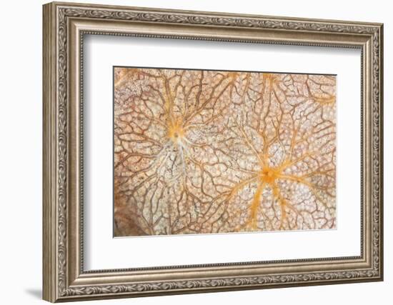 Detail of an Encrusting Sponge Growing on a Reef in Indonesia-Stocktrek Images-Framed Photographic Print