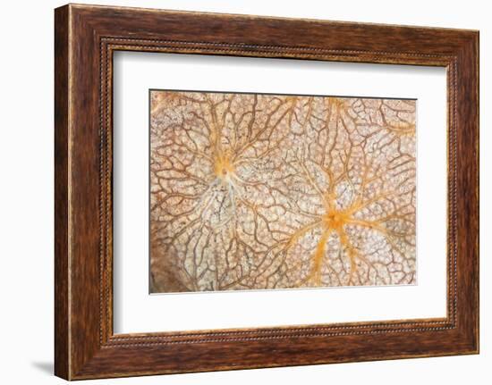 Detail of an Encrusting Sponge Growing on a Reef in Indonesia-Stocktrek Images-Framed Photographic Print