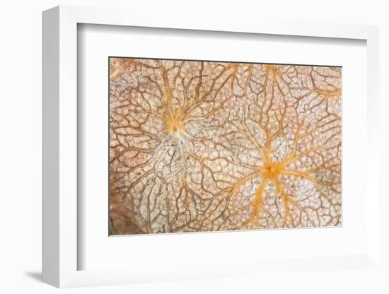 Detail of an Encrusting Sponge Growing on a Reef in Indonesia-Stocktrek Images-Framed Photographic Print