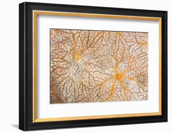 Detail of an Encrusting Sponge Growing on a Reef in Indonesia-Stocktrek Images-Framed Photographic Print