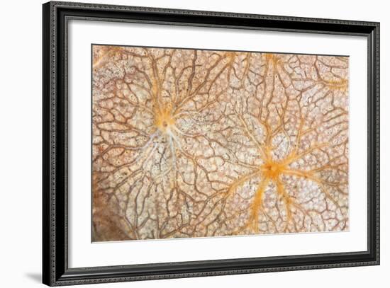 Detail of an Encrusting Sponge Growing on a Reef in Indonesia-Stocktrek Images-Framed Photographic Print