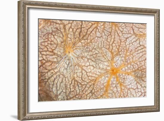 Detail of an Encrusting Sponge Growing on a Reef in Indonesia-Stocktrek Images-Framed Photographic Print