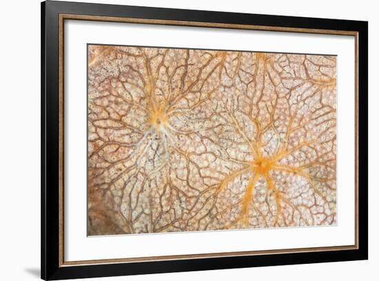 Detail of an Encrusting Sponge Growing on a Reef in Indonesia-Stocktrek Images-Framed Photographic Print