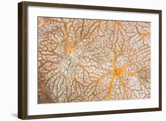 Detail of an Encrusting Sponge Growing on a Reef in Indonesia-Stocktrek Images-Framed Photographic Print