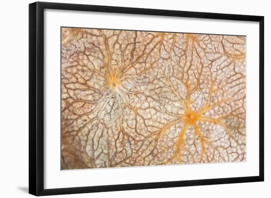 Detail of an Encrusting Sponge Growing on a Reef in Indonesia-Stocktrek Images-Framed Photographic Print