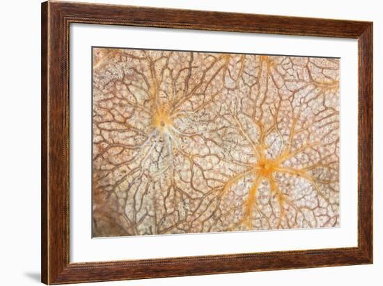 Detail of an Encrusting Sponge Growing on a Reef in Indonesia-Stocktrek Images-Framed Photographic Print