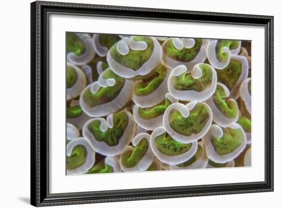 Detail of Anchor Coral Tentacles Growing on a Reef in Indonesia-Stocktrek Images-Framed Photographic Print