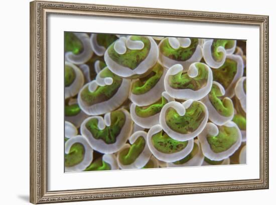 Detail of Anchor Coral Tentacles Growing on a Reef in Indonesia-Stocktrek Images-Framed Photographic Print