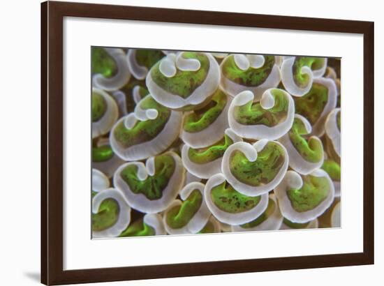 Detail of Anchor Coral Tentacles Growing on a Reef in Indonesia-Stocktrek Images-Framed Photographic Print