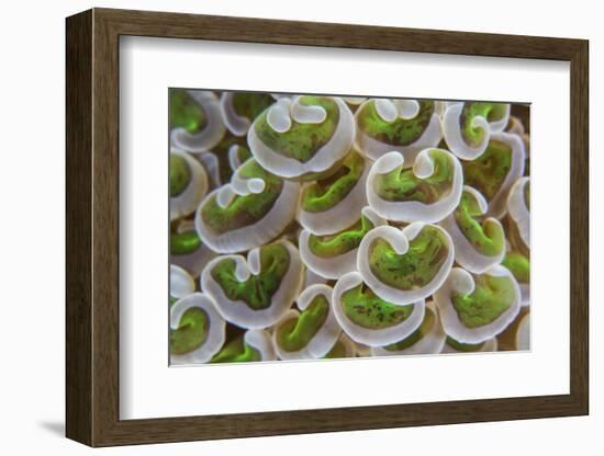 Detail of Anchor Coral Tentacles Growing on a Reef in Indonesia-Stocktrek Images-Framed Photographic Print