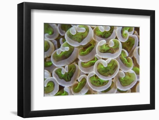 Detail of Anchor Coral Tentacles Growing on a Reef in Indonesia-Stocktrek Images-Framed Photographic Print