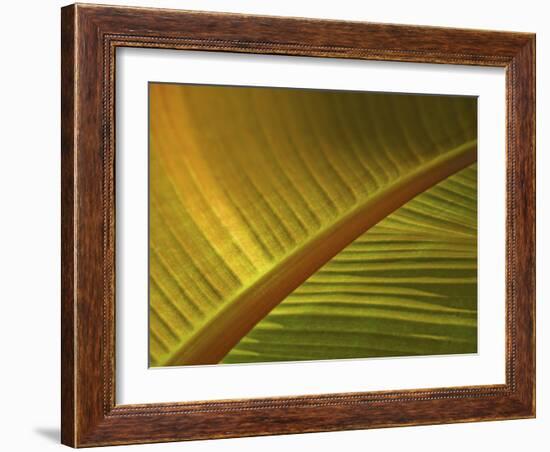 Detail of Banana Leaf at the North Carolina Zoological Park in Asheboro, North Carolina-Melissa Southern-Framed Photographic Print