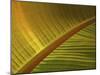 Detail of Banana Leaf at the North Carolina Zoological Park in Asheboro, North Carolina-Melissa Southern-Mounted Photographic Print