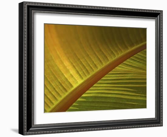 Detail of Banana Leaf at the North Carolina Zoological Park in Asheboro, North Carolina-Melissa Southern-Framed Photographic Print