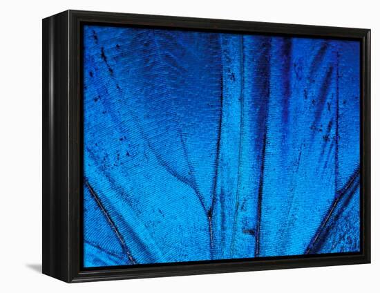 Detail of Blue Morpho Wing, Barro Colorado Island, Panama-Christian Ziegler-Framed Premier Image Canvas