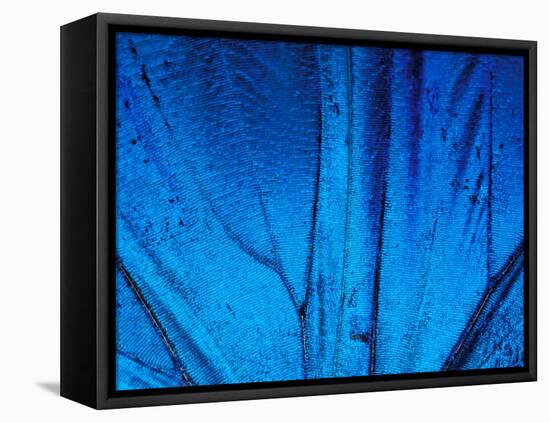 Detail of Blue Morpho Wing, Barro Colorado Island, Panama-Christian Ziegler-Framed Premier Image Canvas