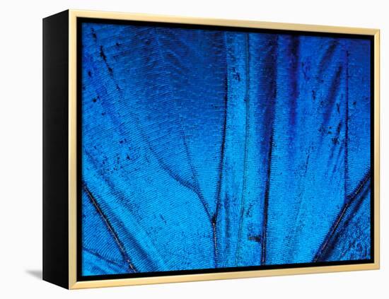 Detail of Blue Morpho Wing, Barro Colorado Island, Panama-Christian Ziegler-Framed Premier Image Canvas