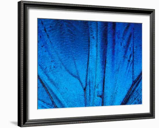 Detail of Blue Morpho Wing, Barro Colorado Island, Panama-Christian Ziegler-Framed Photographic Print