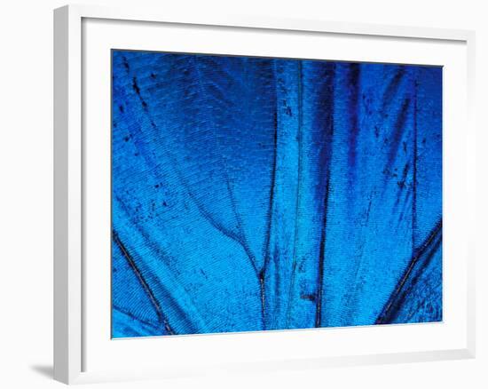 Detail of Blue Morpho Wing, Barro Colorado Island, Panama-Christian Ziegler-Framed Photographic Print