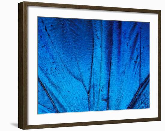 Detail of Blue Morpho Wing, Barro Colorado Island, Panama-Christian Ziegler-Framed Photographic Print