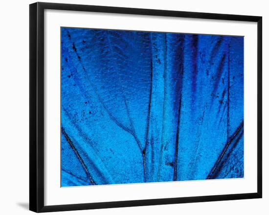 Detail of Blue Morpho Wing, Barro Colorado Island, Panama-Christian Ziegler-Framed Photographic Print