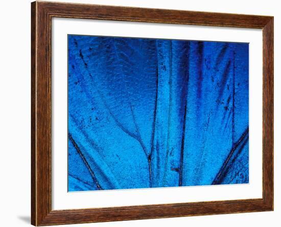 Detail of Blue Morpho Wing, Barro Colorado Island, Panama-Christian Ziegler-Framed Photographic Print